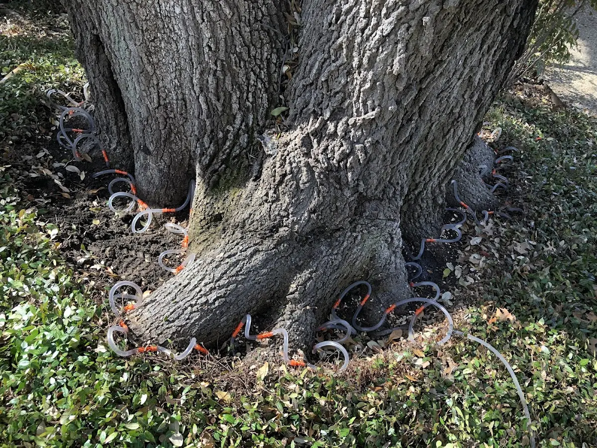 Detailed Tree Cabling and Bracing job site in Damon
