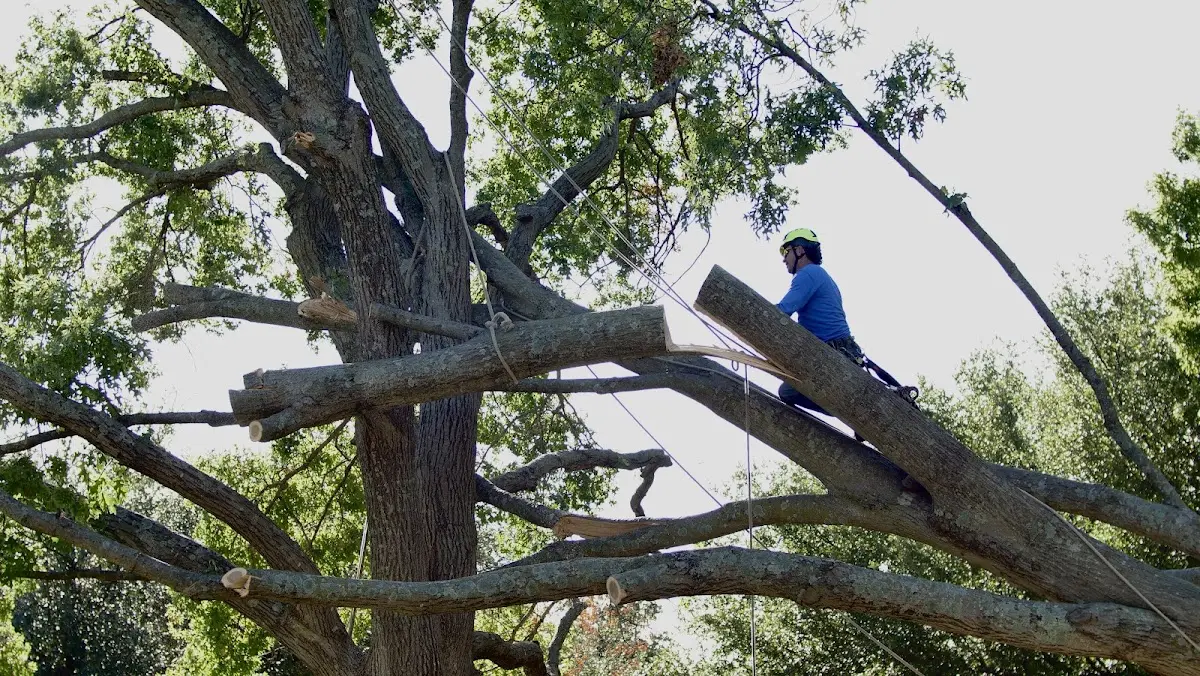 Professional Hazardous Tree Removal performed by certified arborists in Damon