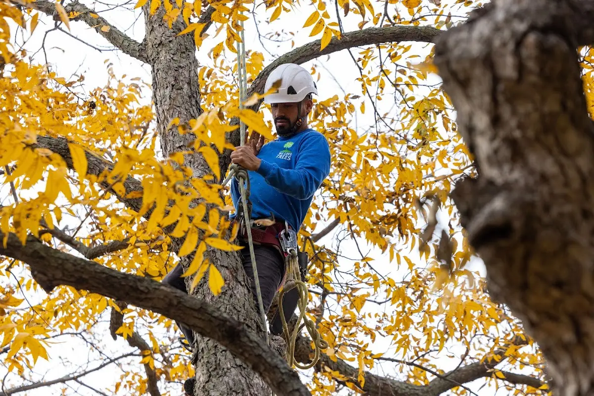 Skilled Tree Planting crew working in Damon